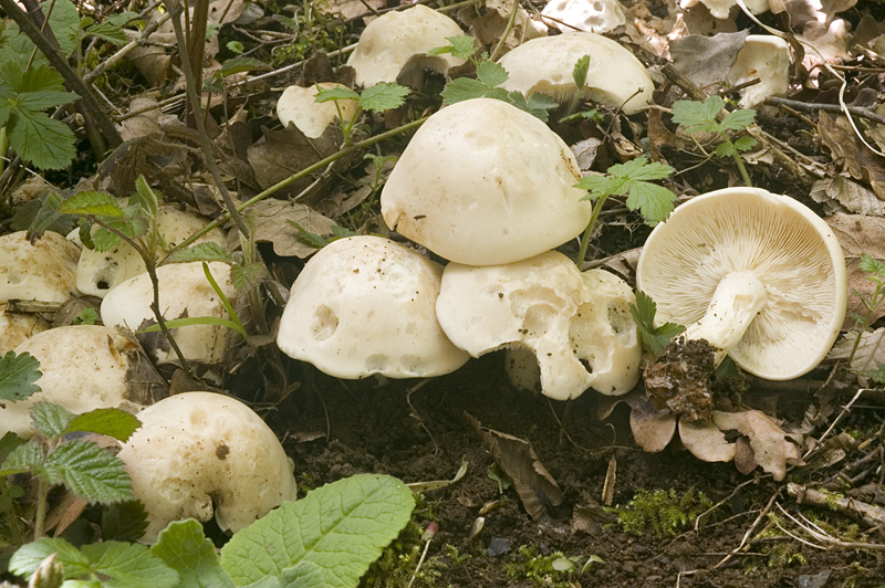 Calocybe gambosa (door Nico Dam)