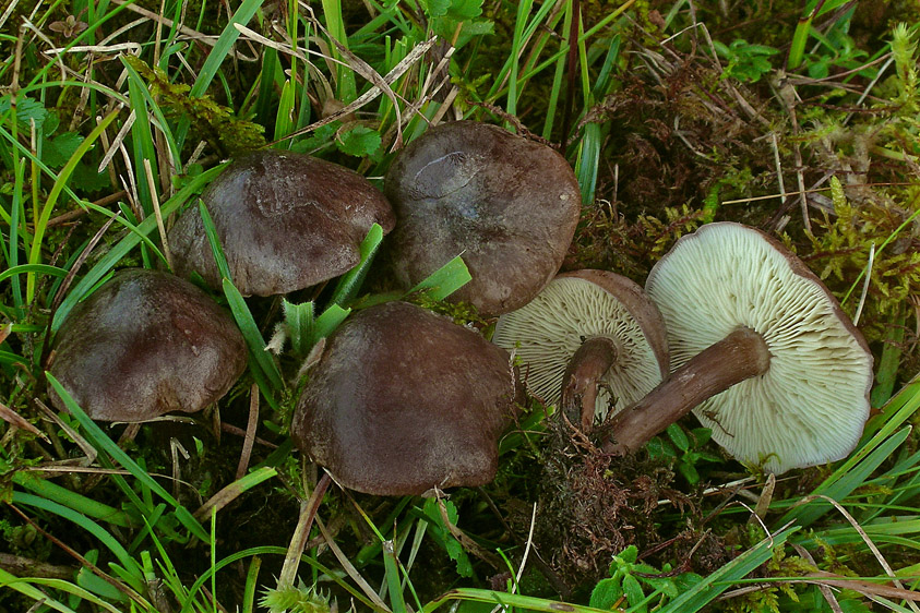 Calocybe obscurissima (door Henk Huijser)