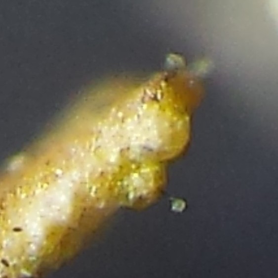 Calongeomyces gibelluloides (door Bart Hessen)