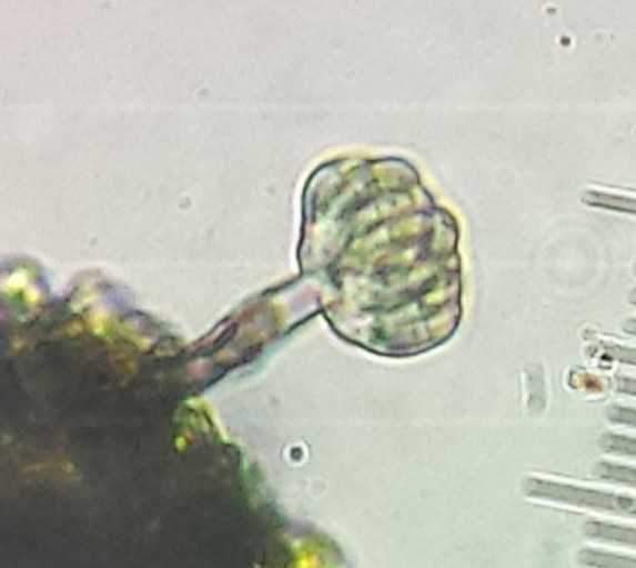 Calongeomyces gibelluloides (door Bart Hessen)
