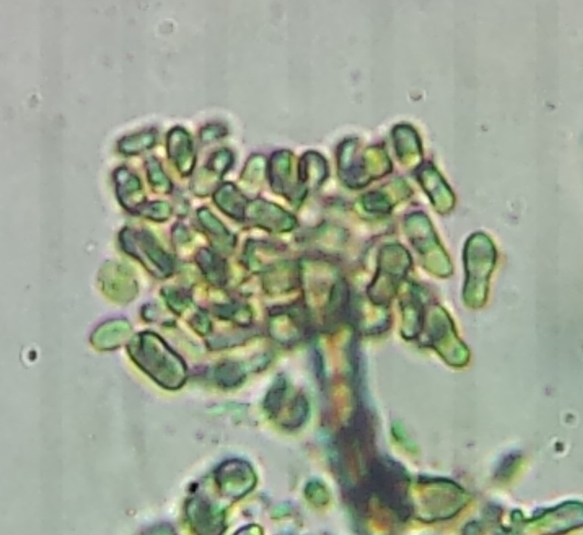 Calongeomyces gibelluloides (door Bart Hessen)