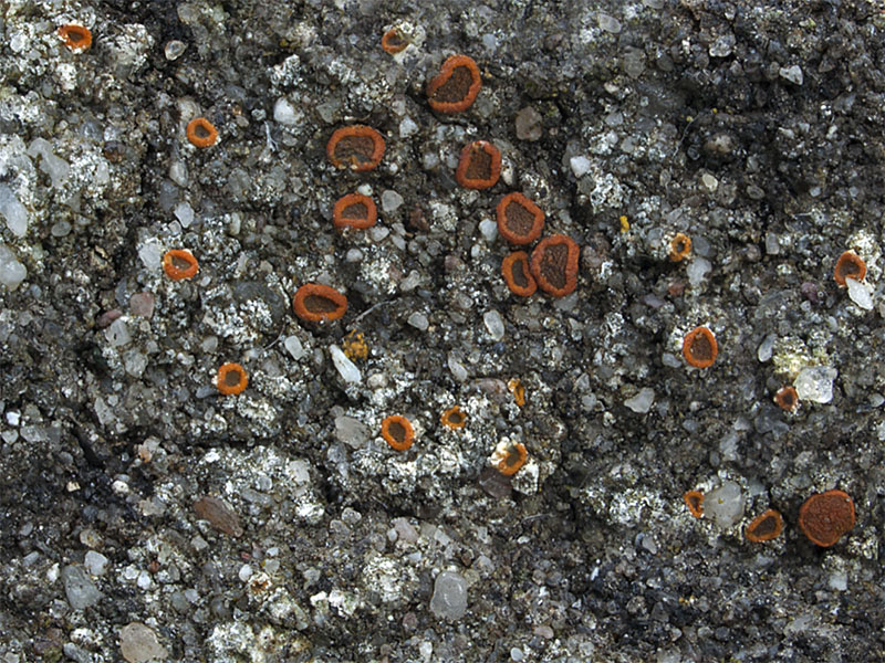 Pyrenodesmia albolutescens (door Bart Horvers)