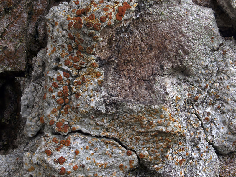 Blastenia ferruginea (door Bart Horvers)