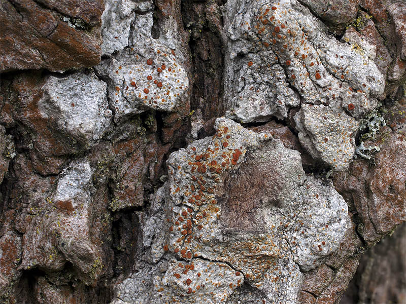 Blastenia ferruginea (door Bart Horvers)