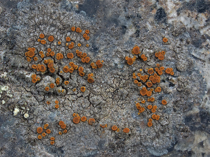 Rufoplaca subpallida (door Bart Horvers)