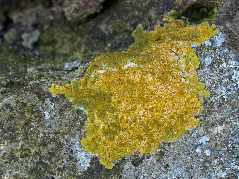 Variospora flavescens (door Bart Horvers)