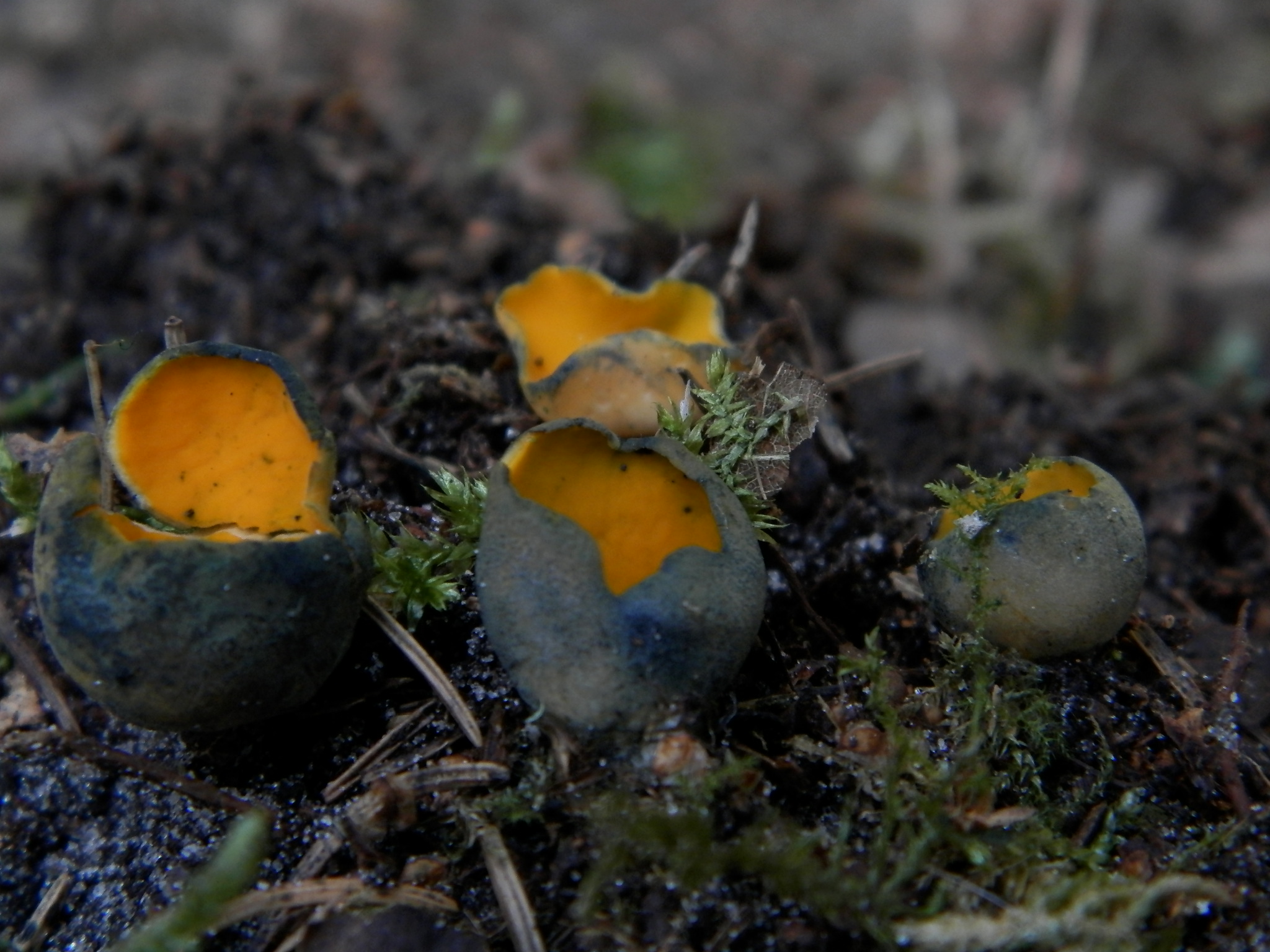 Caloscypha fulgens (door A.C. Billekens)