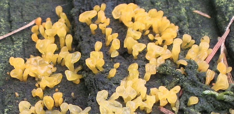 Calocera pallidospathulata (door Lucien Noens)