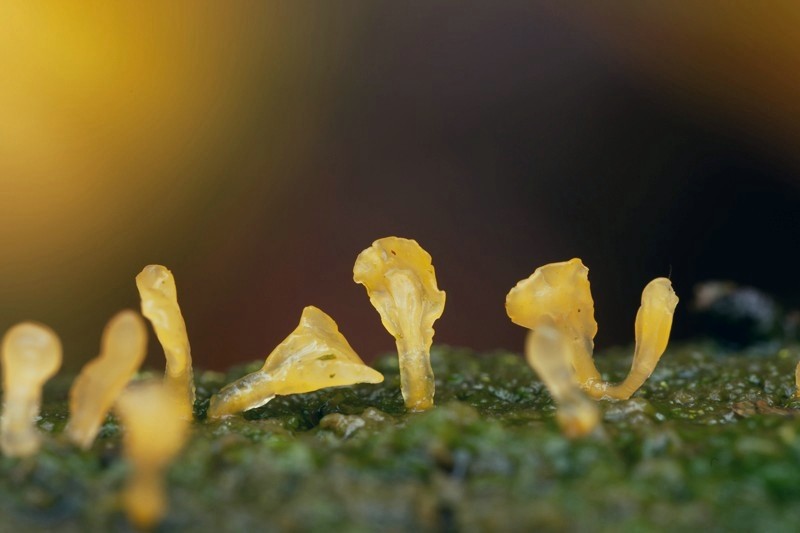 Calocera pallidospathulata (door Ben Kraan)