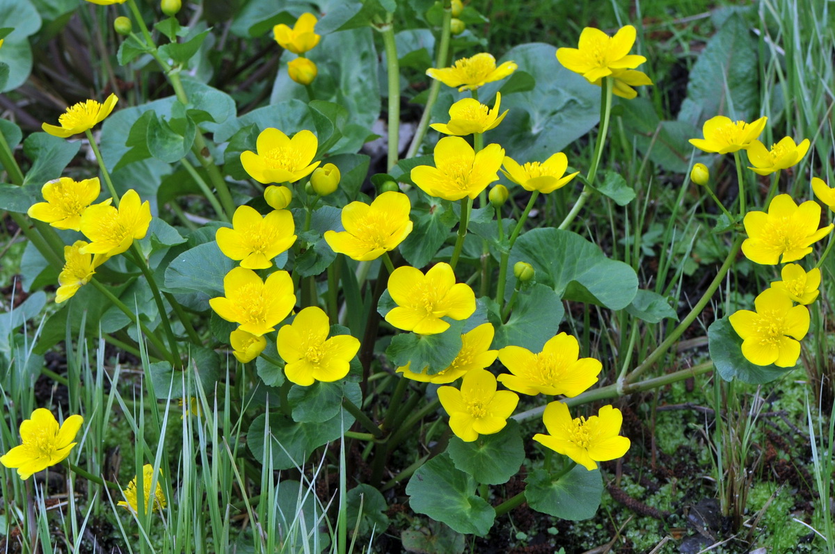 Caltha palustris subsp. palustris (door Hans Toetenel)