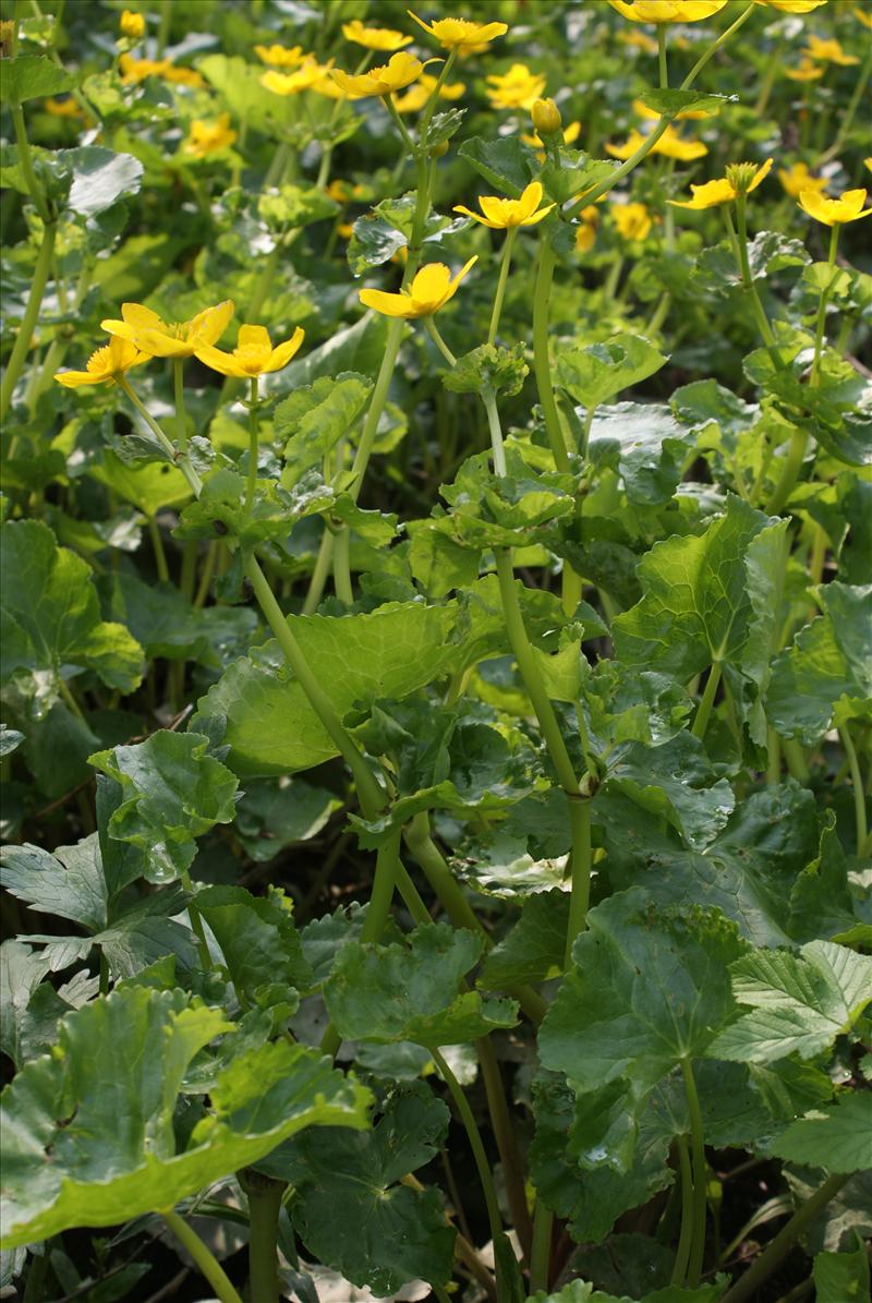 Caltha palustris subsp. radicans (door Adrie van Heerden)