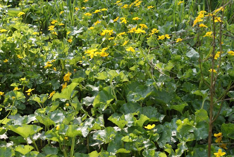 Caltha palustris subsp. radicans (door Adrie van Heerden)