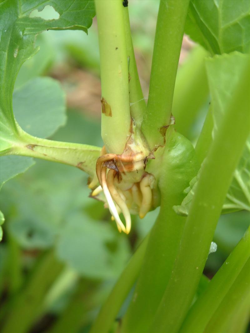 Caltha palustris subsp. radicans (door Adrie van Heerden)