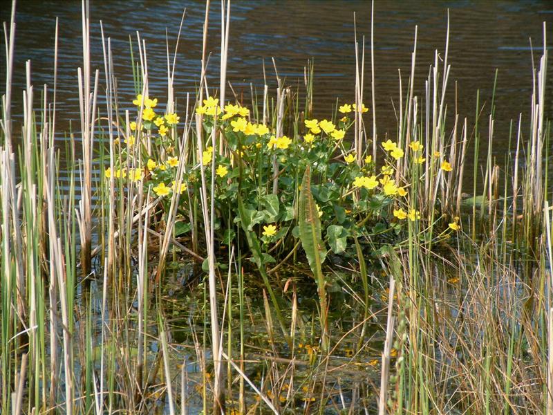 Caltha palustris subsp. palustris (door Adrie van Heerden)