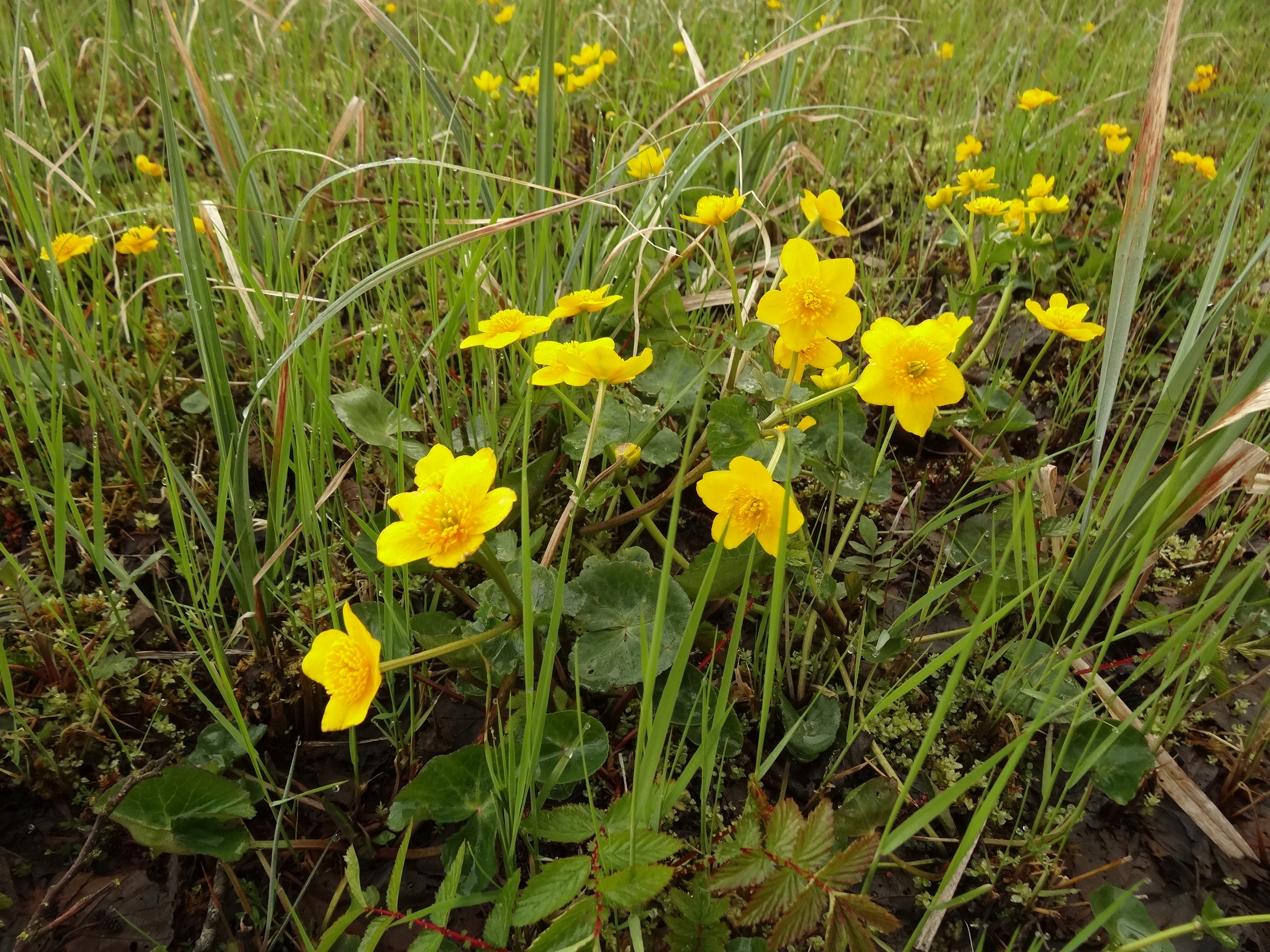 Caltha palustris subsp. palustris (door Jakob Hanenburg)