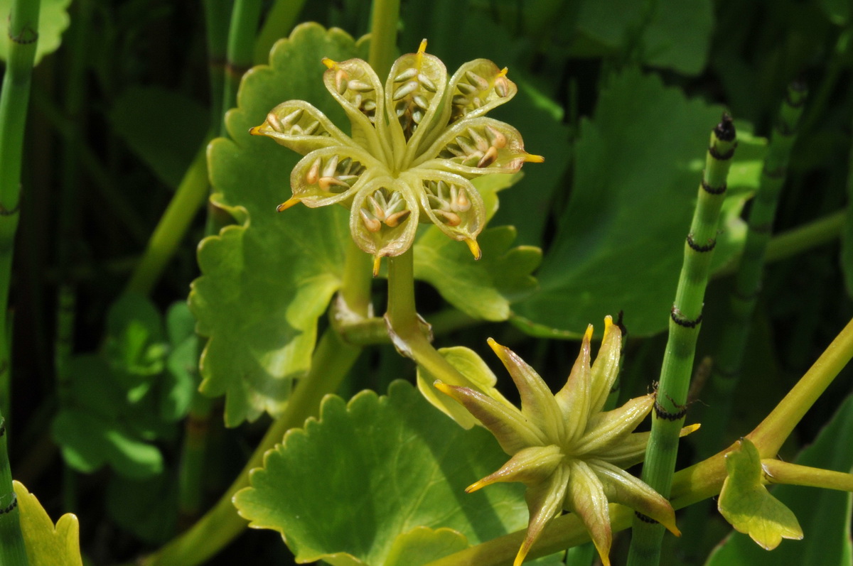 Caltha palustris subsp. palustris (door Hans Toetenel)