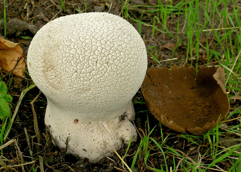 Calvatia utriformis (door Henk Huijser)