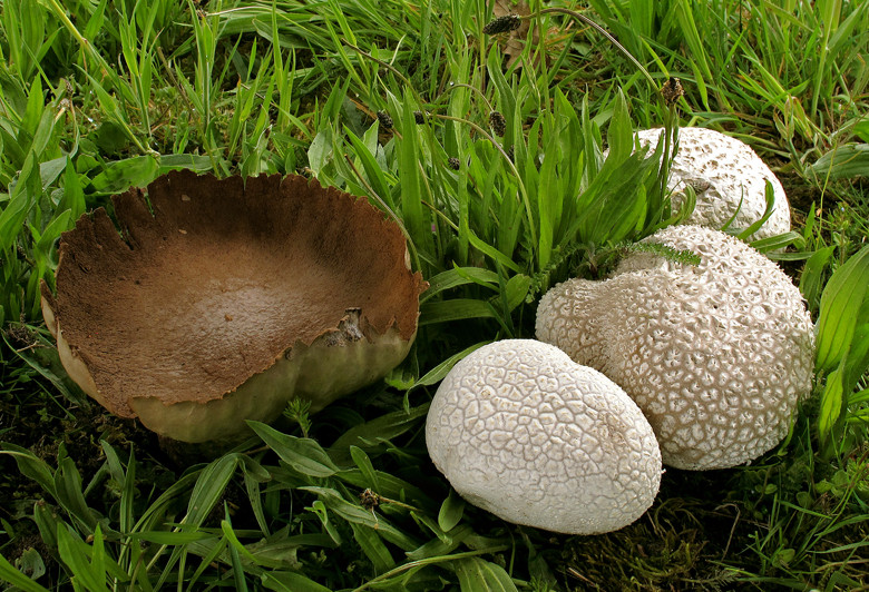 Calvatia utriformis (door Henk Huijser)