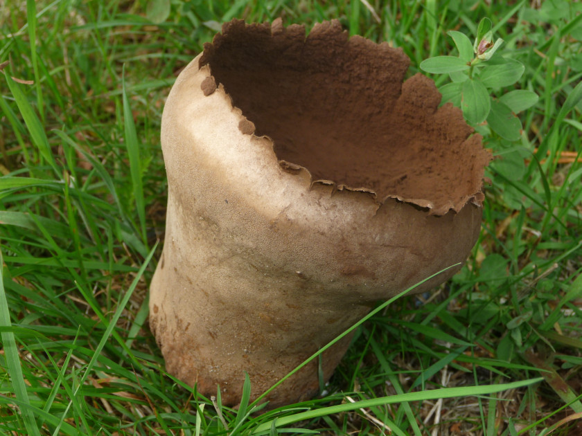 Calvatia utriformis (door Edward Proce)