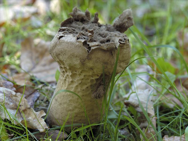 Calvatia excipuliformis (door Ab H. Baas)