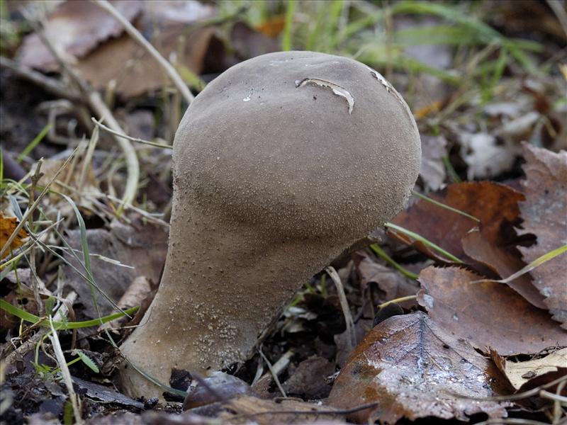 Calvatia excipuliformis (door Ab H. Baas)