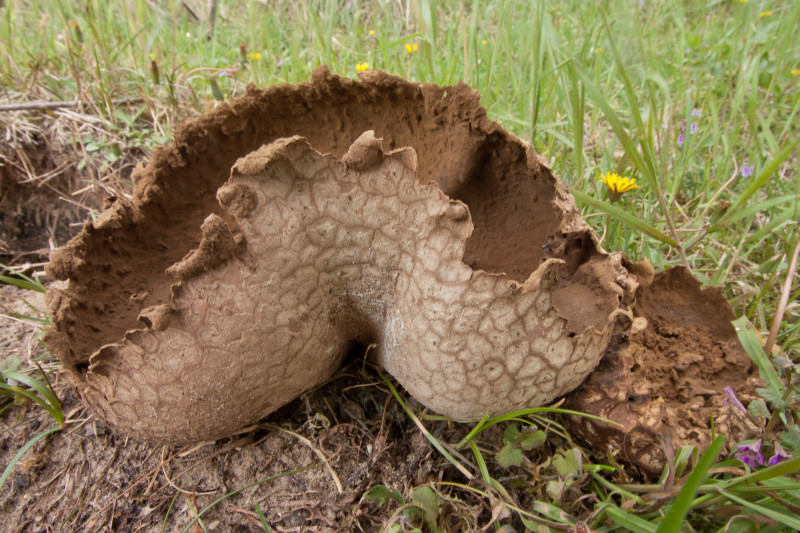 Calvatia utriformis (door Aldert Gutter)