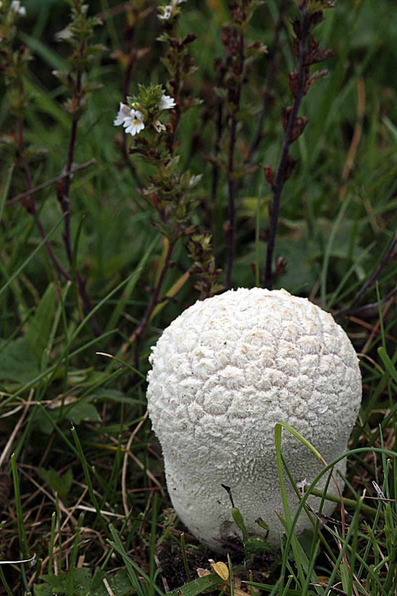 Calvatia utriformis (door Menno Boomsluiter)