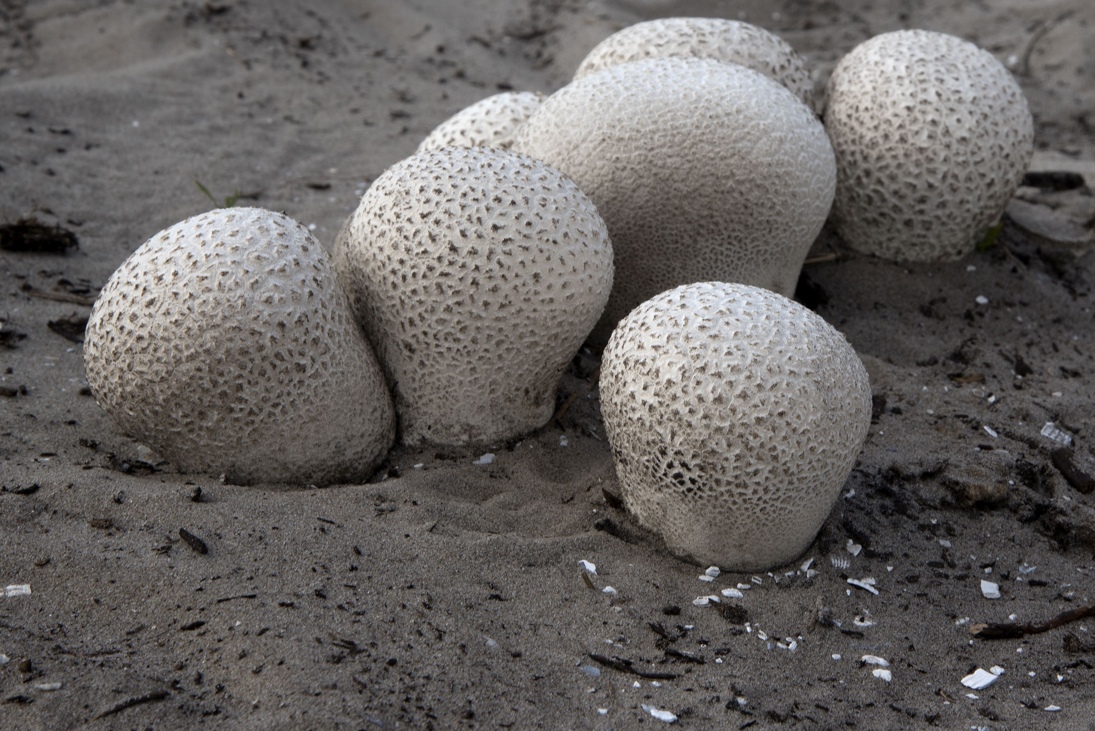 Calvatia utriformis (door John den Daas)