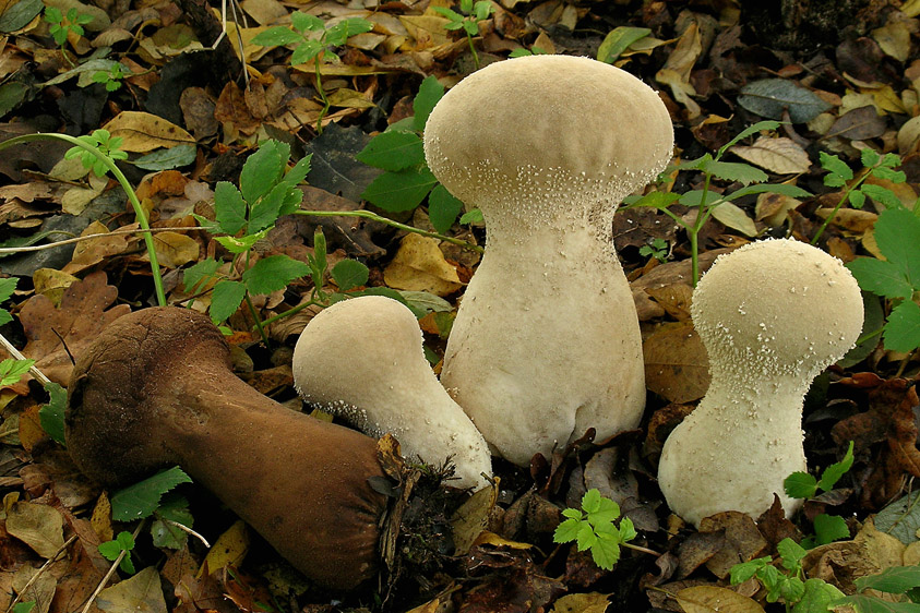 Calvatia excipuliformis (door Henk Huijser)