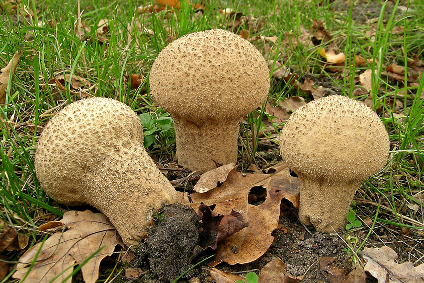 Calvatia excipuliformis (door Henk Huijser)