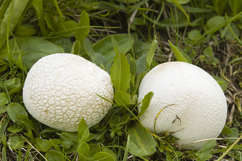 Calvatia utriformis (door Nico Dam)