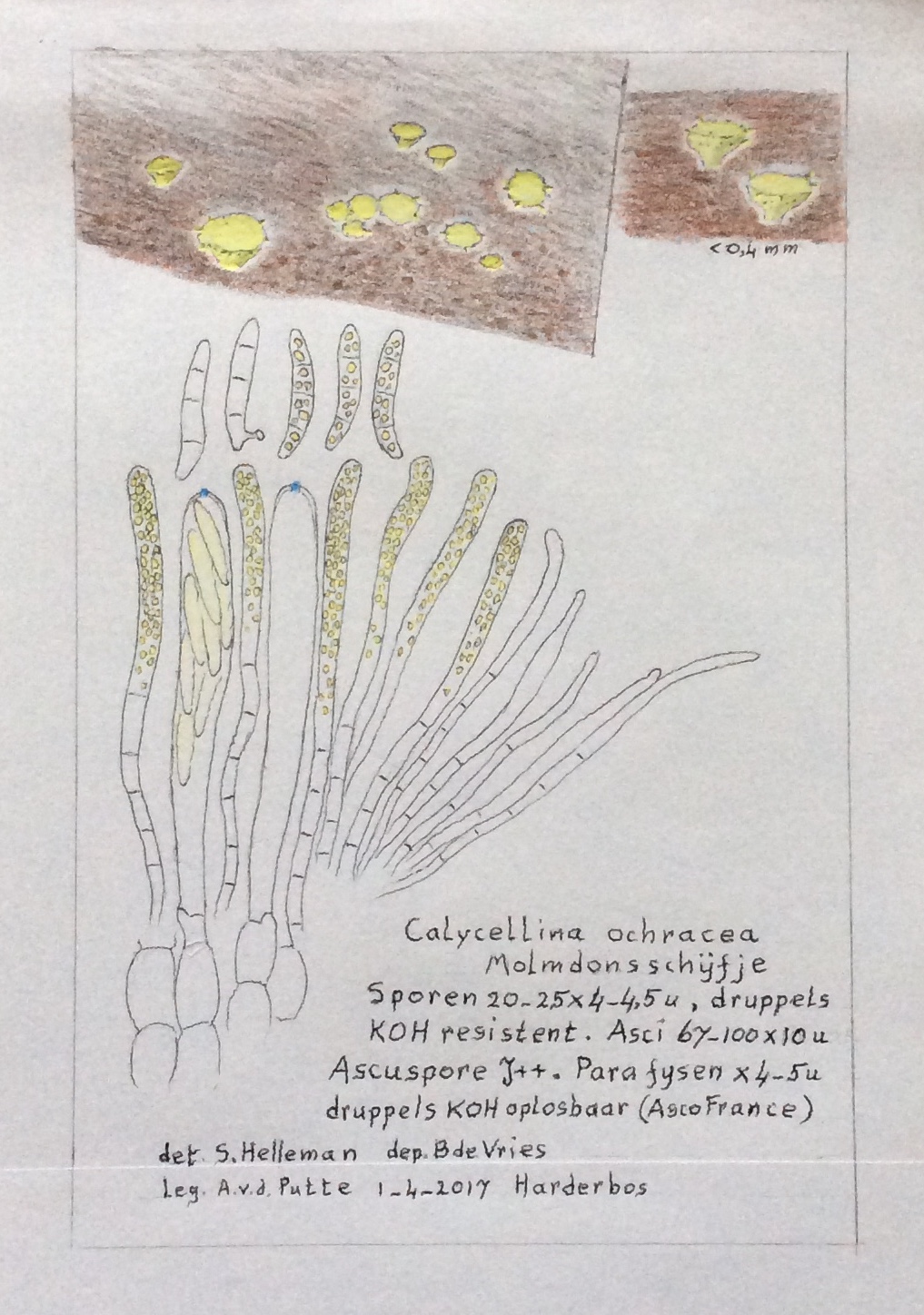 Calycellina ochracea (door Bernhard de Vries)