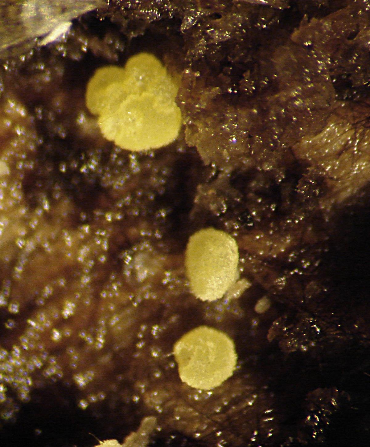 Calycellina ochracea (door Anneke van der Putte)