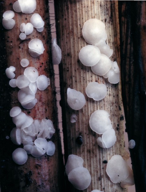 Calycina cruentata (door Leon Raaijmakers)