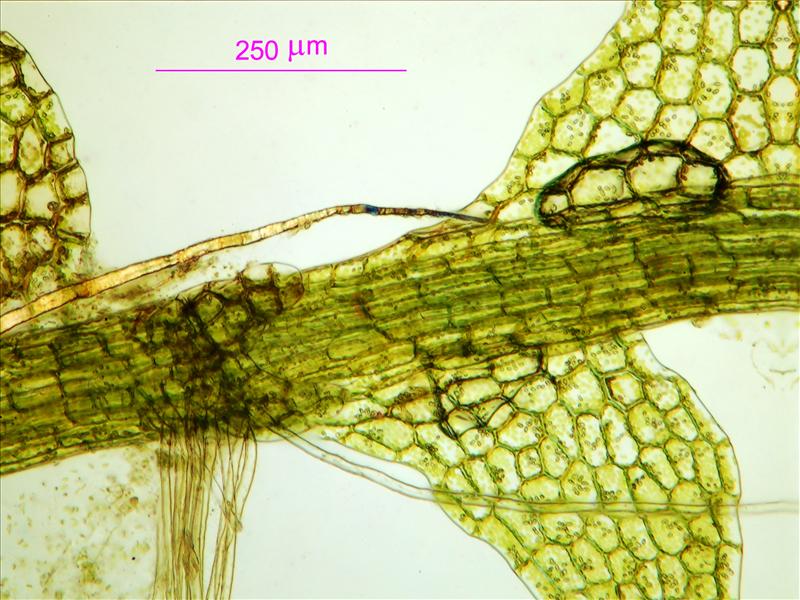 Calypogeia sphagnicola (door Rudi Zielman)