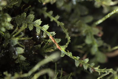 Calypogeia arguta (door Klaas van der Veen)