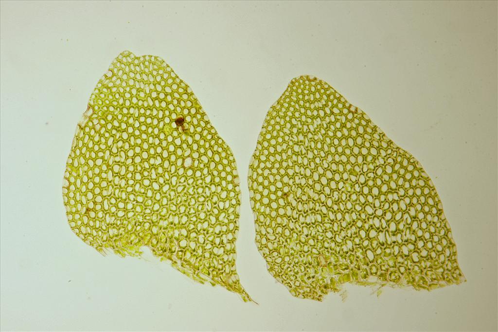 Calypogeia muelleriana (door Jan Kersten)