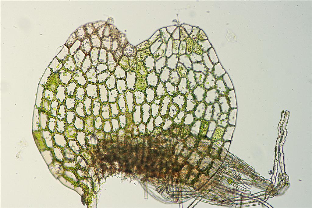 Calypogeia muelleriana (door Jan Kersten)