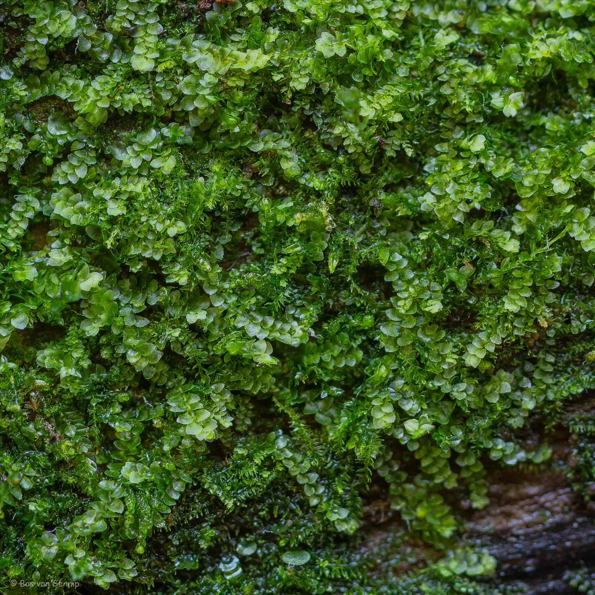 Calypogeia suecica (door Bas van Gennip)