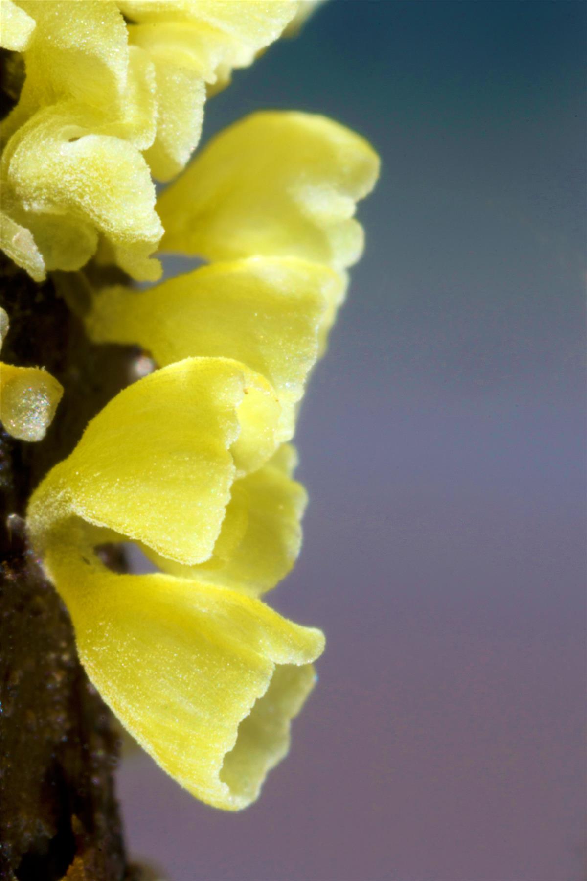 Calyptella campanula (door Menno Boomsluiter)