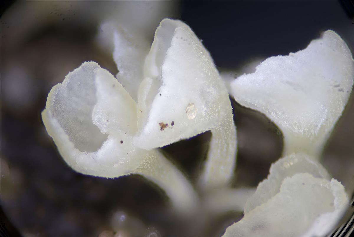 Calyptella capula (door Menno Boomsluiter)