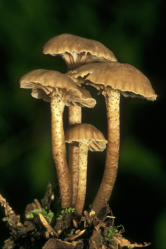 Camarophyllopsis atropuncta (door Henk Huijser)