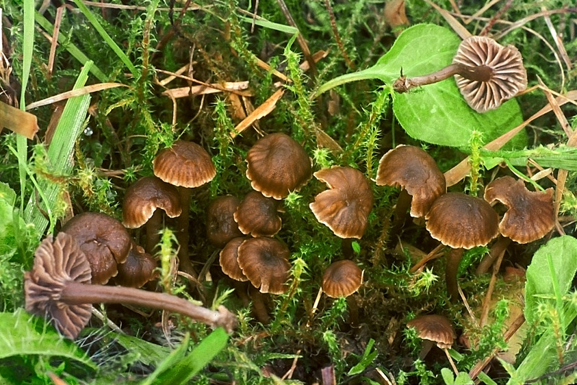 Camarophyllopsis foetens (door Henk Huijser)