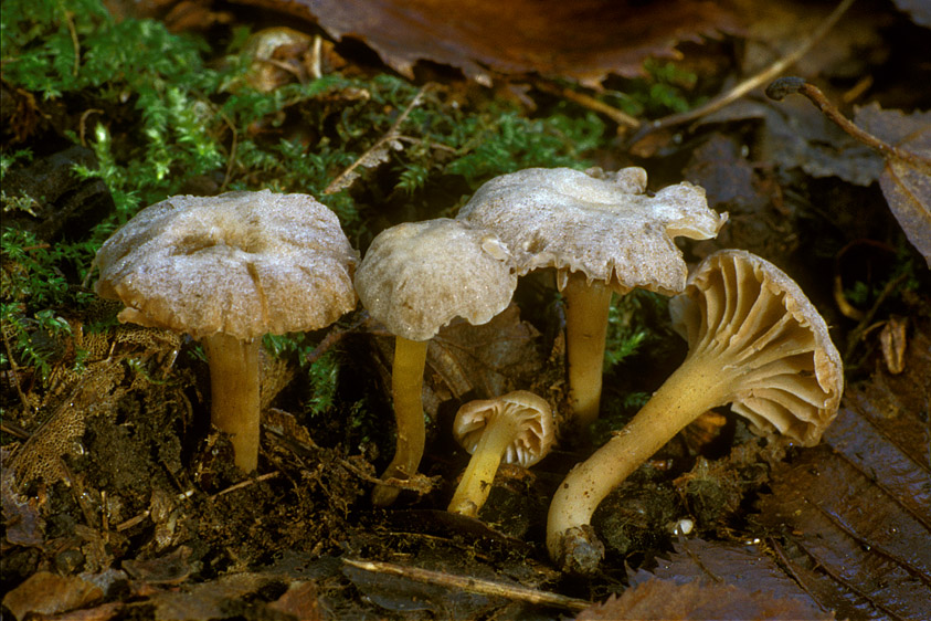 Camarophyllopsis micacea (door Henk Huijser)