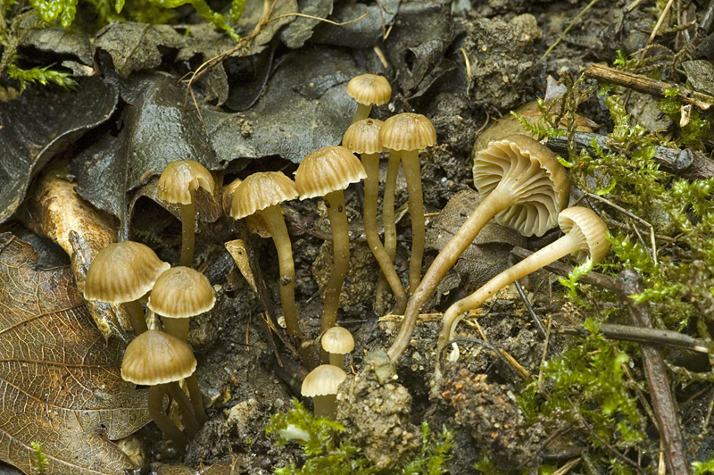 Camarophyllopsis hymenocephala (door Nico Dam)