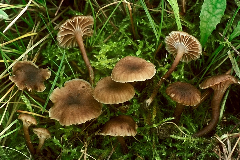 Camarophyllopsis hymenocephala (door Henk Huijser)