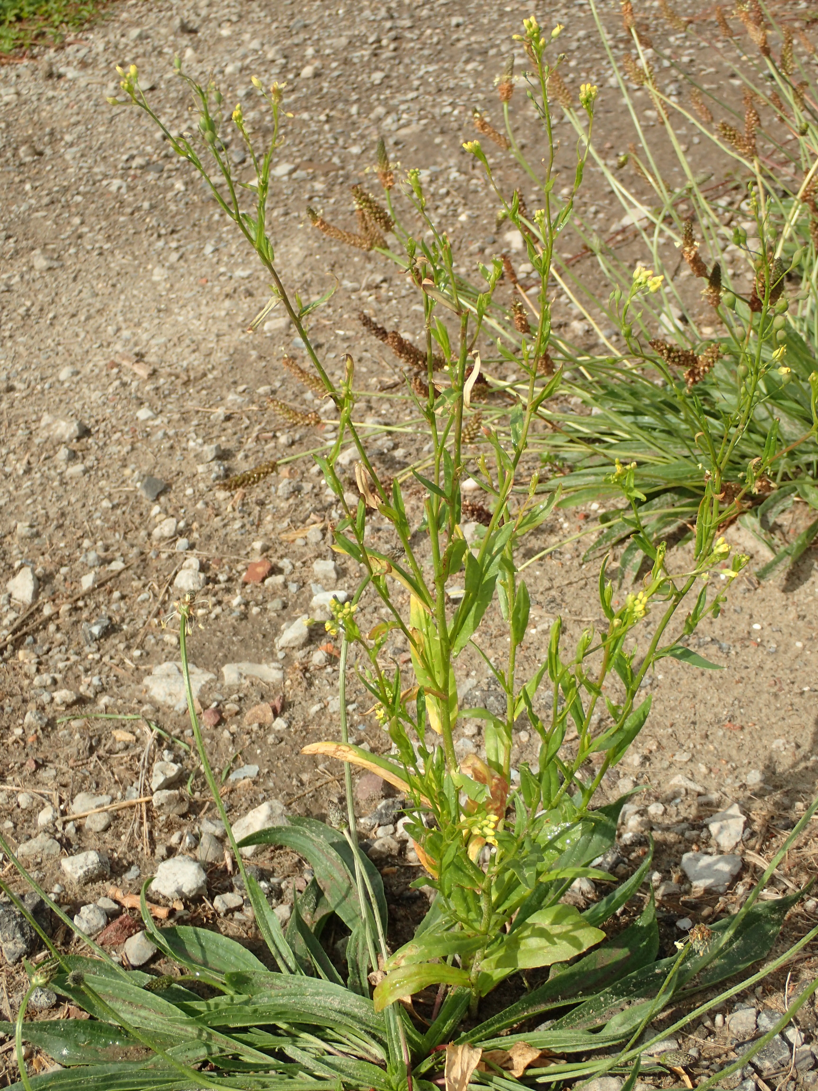 Camelina sativa subsp. sativa (door Adrie van Heerden)