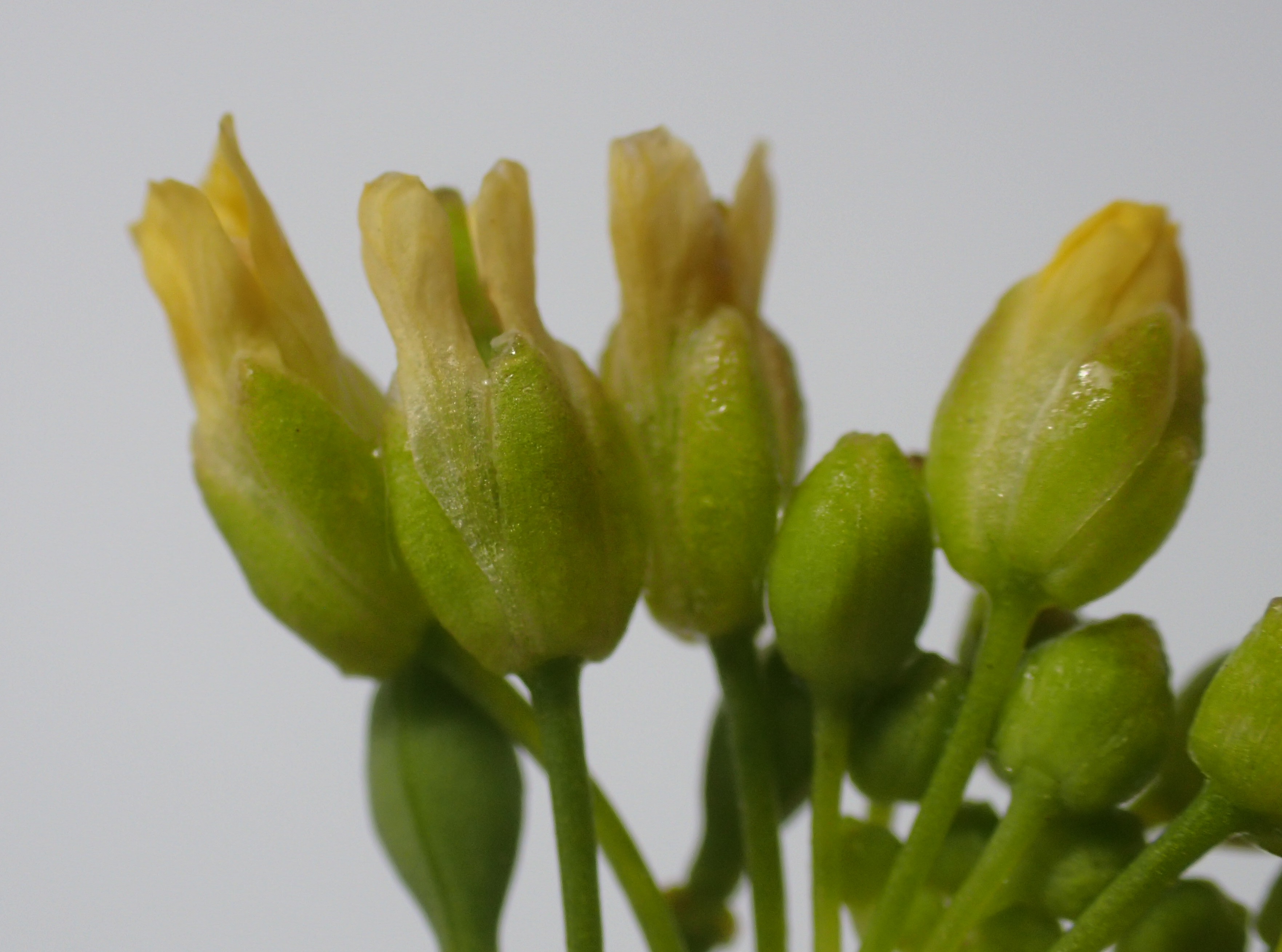 Camelina sativa subsp. sativa (door Adrie van Heerden)