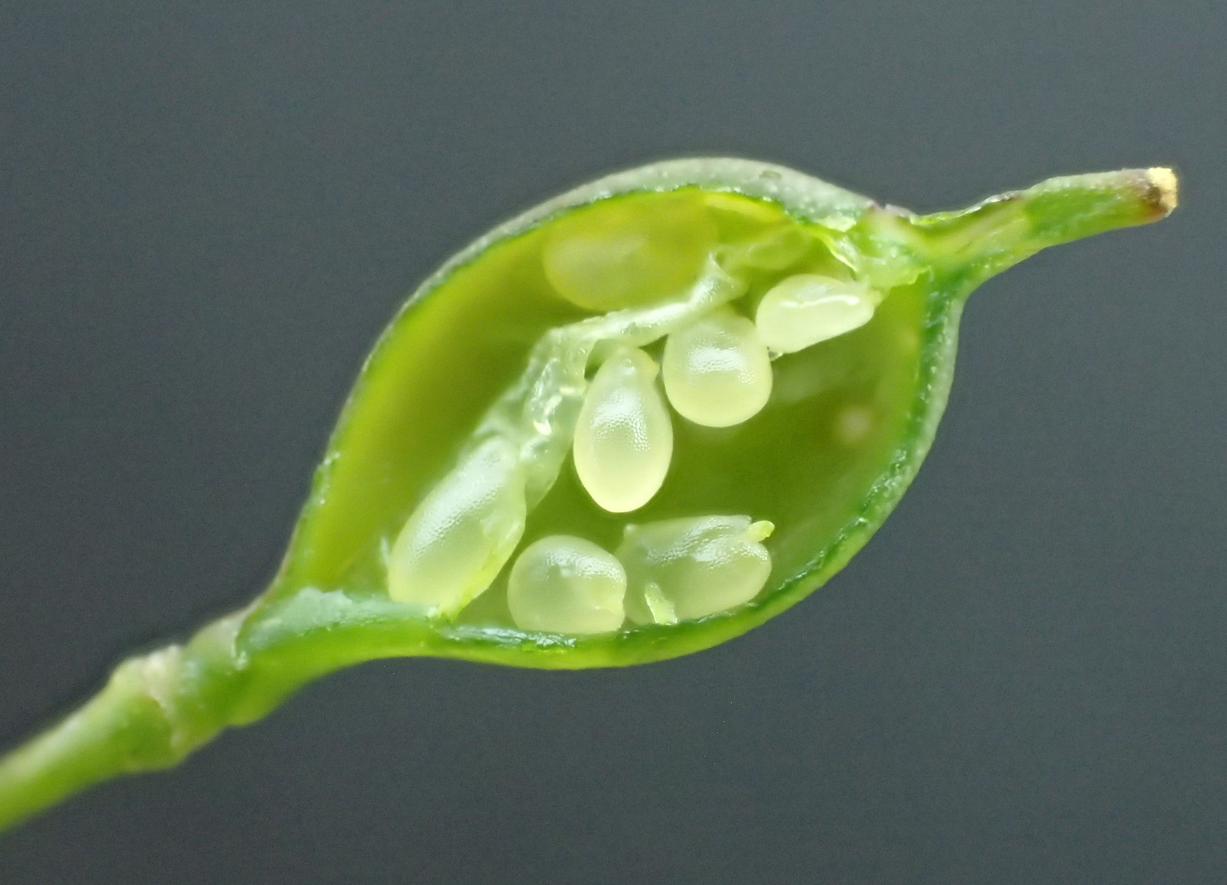 Camelina sativa subsp. sativa (door Adrie van Heerden)