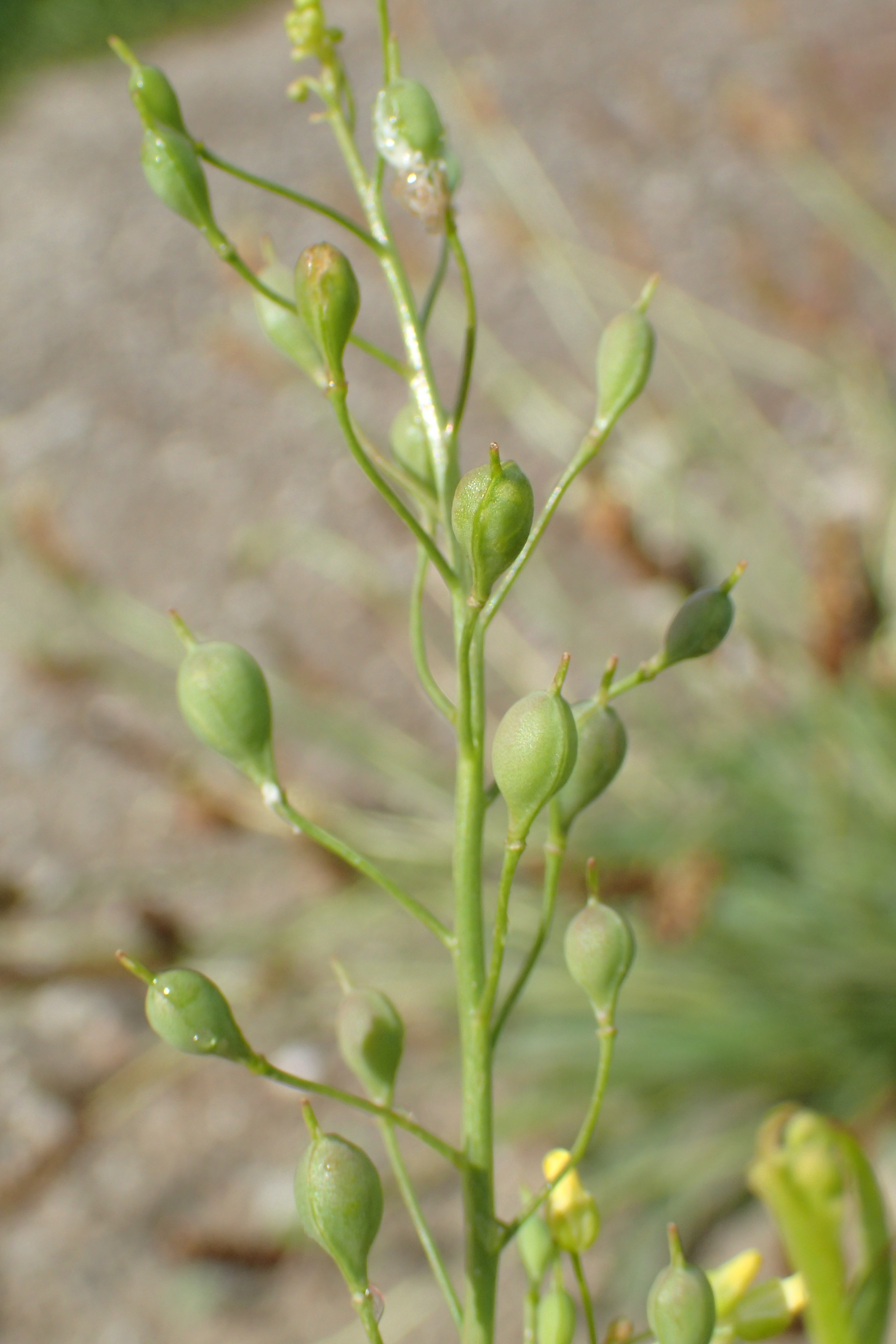 Camelina sativa subsp. sativa (door Adrie van Heerden)